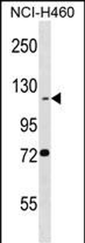 BEND3 Antibody (C-term)