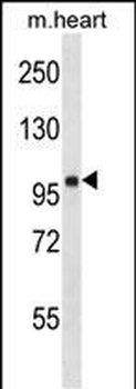FHOD1 Antibody (C-term)