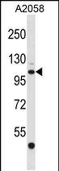 EDEM3 Antibody (C-term)