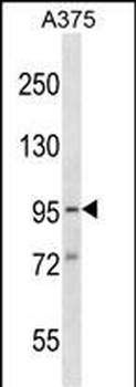 SYDE1 Antibody (N-term)