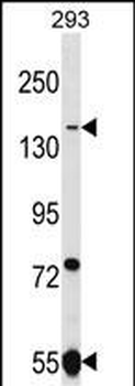 UHRF1BP1L Antibody (Center)