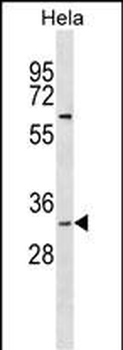 BPNT1 Antibody (C-term)