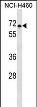 PDE1B Antibody (C-term)