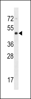 CYTH4 Antibody (C-term)