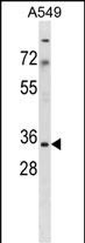 MRPS15 Antibody (Center)