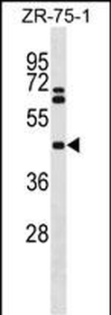 CEACAM8 Antibody (N-term)