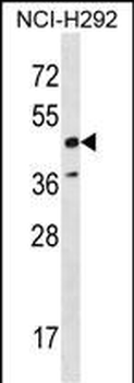 RAD52 Antibody (C-term)