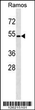 GPR174 Antibody (C-term)