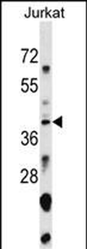 SNAPC1 Antibody (Center)