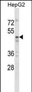 TAPBPL Antibody (N-term)