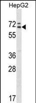 MED26 Antibody (Center)