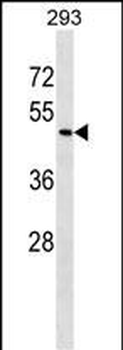 ZNF24 Antibody (Center)