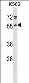 NFS1 Antibody (Center)