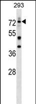 DEAF1 Antibody (C-term)