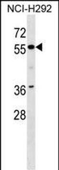 ZNF512 Antibody (N-term)
