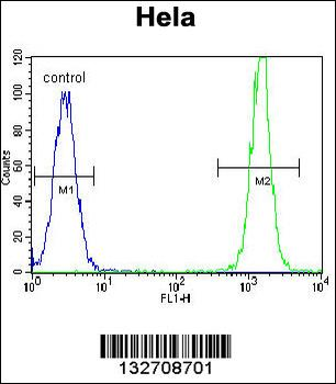 KRAS Antibody (C-term)