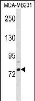 ELL2 Antibody (C-term)