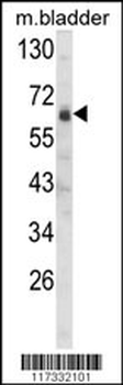 SIGLEC12 Antibody (C-term)