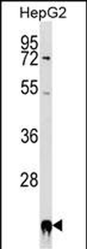 PPIF Antibody (Center)