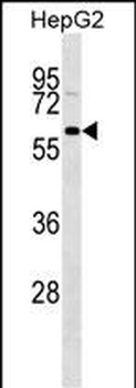 GFRA3 Antibody (Center)