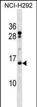 HIST2H2BF Antibody (N-term)