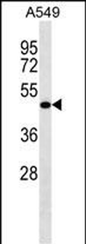 LRRC26 Antibody (C-term)