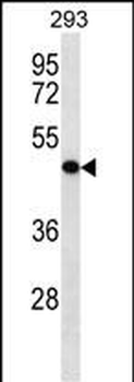 KLRG2 Antibody (N-term)