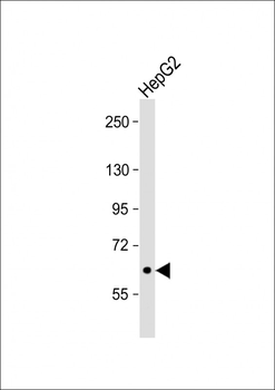SIGLEC11 Antibody (N-term)