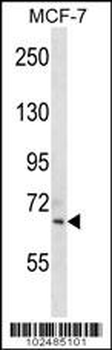 SIGLEC11 Antibody (C-term)