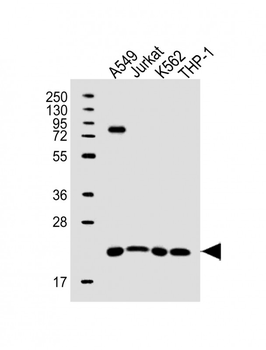 SLAMF9 Antibody (C-term)