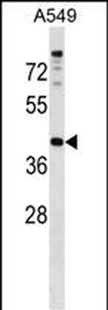 PAQR7 Antibody (C-term)