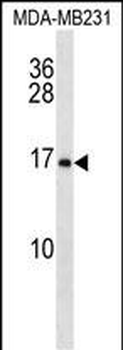 MFAP2 Antibody (N-term)