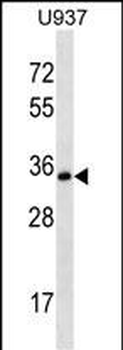 STX12 Antibody (C-term)