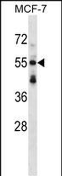 SNTB2 Antibody (Center)