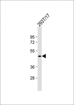 GPR81 Antibody (C-term)