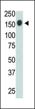 CD45 Antibody (C-term)