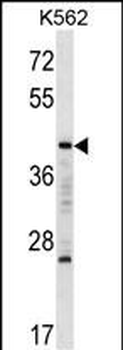 MAFA Antibody (C-term)