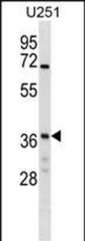 NAPG Antibody (Center)