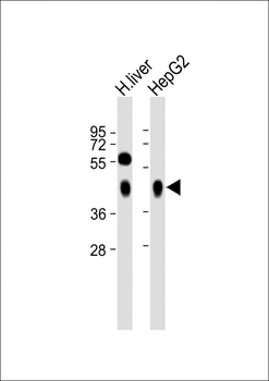 ASGR1 Antibody (N-term)