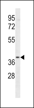 LTB4R2 Antibody (C-term)