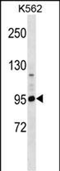 PCDHA4 Antibody (C-term)