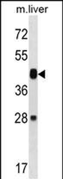 Mouse Map2k6 Antibody (N-term)
