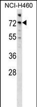 Mouse Araf Antibody (Center)