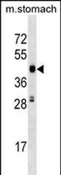 Mouse Cdk18 Antibody (C-term)
