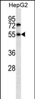 NR4A3 Antibody (C-term)