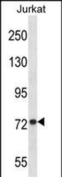 MFN1 Antibody (Center)