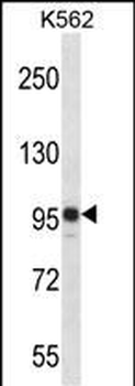 SAP130 Antibody (C-term)