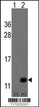 URM1 Antibody (N-term)