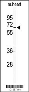 GJA10 Antibody (C-term)
