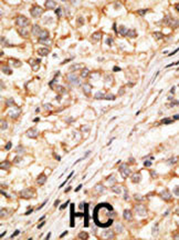 Connexin 36 Antibody (C-term)